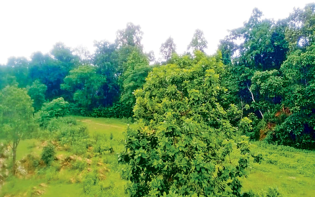 झारखंड : कोल्हान में सुरक्षाबलों की लगातार दबिश से बौखलाए नक्सली, 7 दिनों में की 4 ग्रामीणों की हत्या