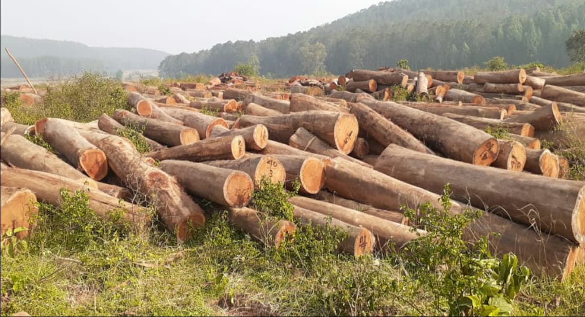 Gumla : आठ पेड़ काटने का था परमिशन लेकिन काट दिये गये सैकड़ों पेड़, अधिकारी जांच पहुंचे जांच करने, जानें मामला