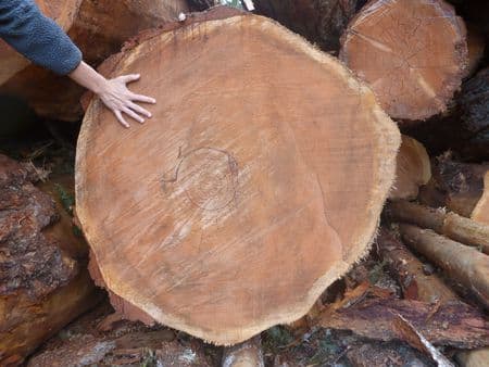 पेड़ों को काट 16 एकड़ वनभूमि को बना डाला खेत