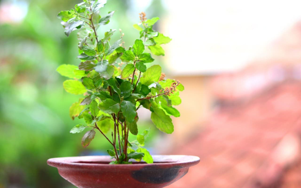 Tulsi Puja Benefits: तुलसी का पौधा मुरझा रहा? ये हो सकती है वजह, जानें पूजा के फायदे