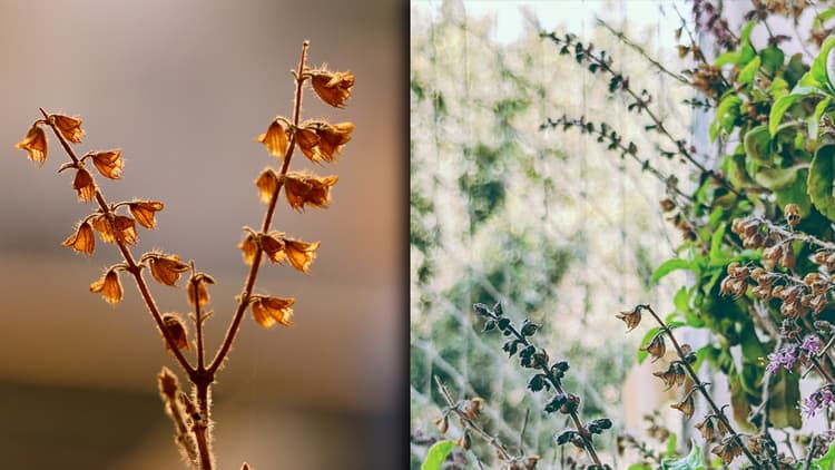 Tulsi Vastu Tips: तुलसी के पौधे का सूखना बन सकता है आपके निर्धन होने का कारण, घर में आने वाली विपदा का संकेत पहले ही दे देती है मां तुलसी