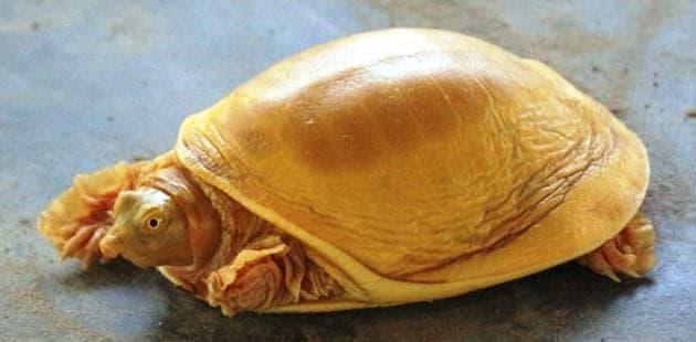 Golden Turtle: नेपाल में दिखा सोने के रंग का कछुआ, लोग बोले-भगवान विष्णु का अवतार, दर्शन के लिए लगी कतार