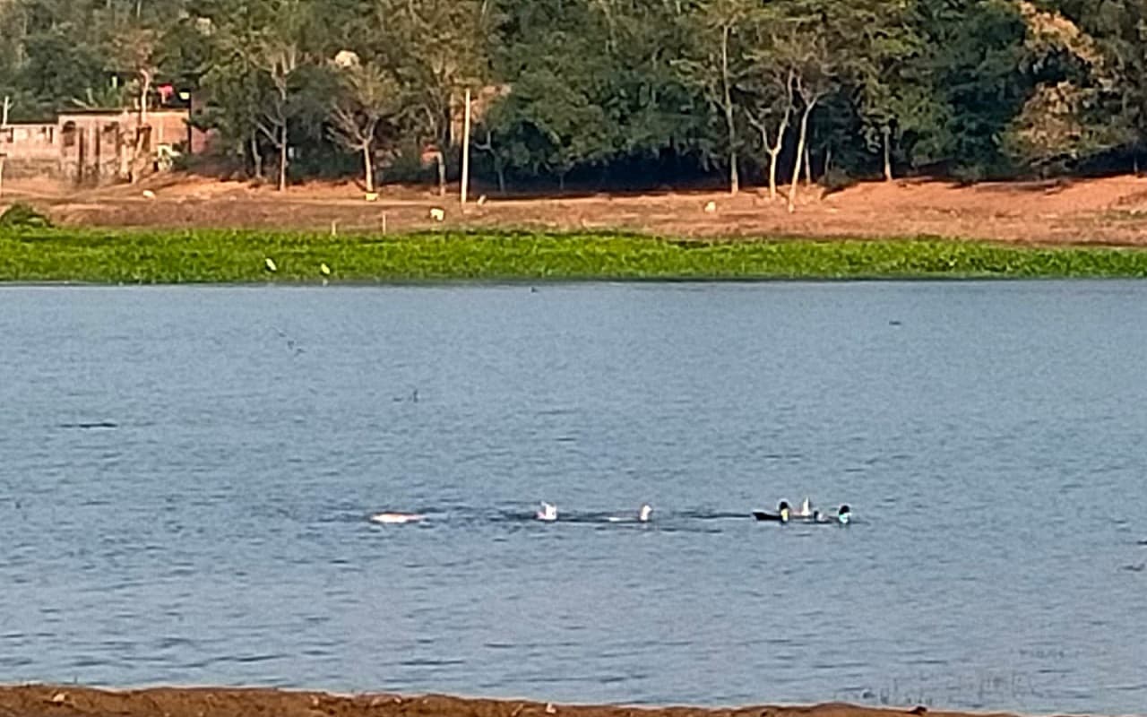 Jharkhand Tourism: झारखंड के इकलौते पक्षी अभ्यारण्य व उधवा झील में पर्यटकों का मन मोह रहे विदेशी पक्षी