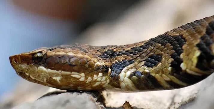 पार्टी की घोषणा की सूचना पर रजनीकांत के प्रशंसकों ने फोड़े पटाखे, बांटी मिठाइयां, अभिनेता बोले- ''बहुत बढ़िया..., चमत्कार... हो रहा है!!!'