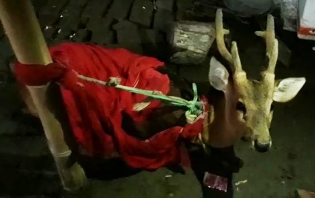 बाढ़ के पानी में VTR के जंगलों से बह कर आ रहे जंगली जानवर, ग्रामीणों ने हिरण को बचाया