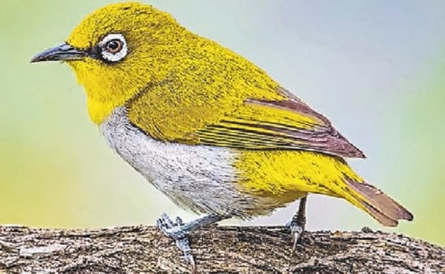 विश्व प्रवासी पक्षी दिवस आज, बिहार के इस जिले में हर साल एक लाख प्रवासी पक्षियों का लगता है जमावड़ा