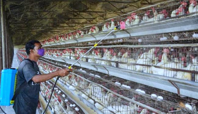 केंद्र सरकार ने देश के नौ राज्यों में बर्ड फ्लू की पुष्टि की, 12 राज्यों के पक्षियों में मिले संक्रमण