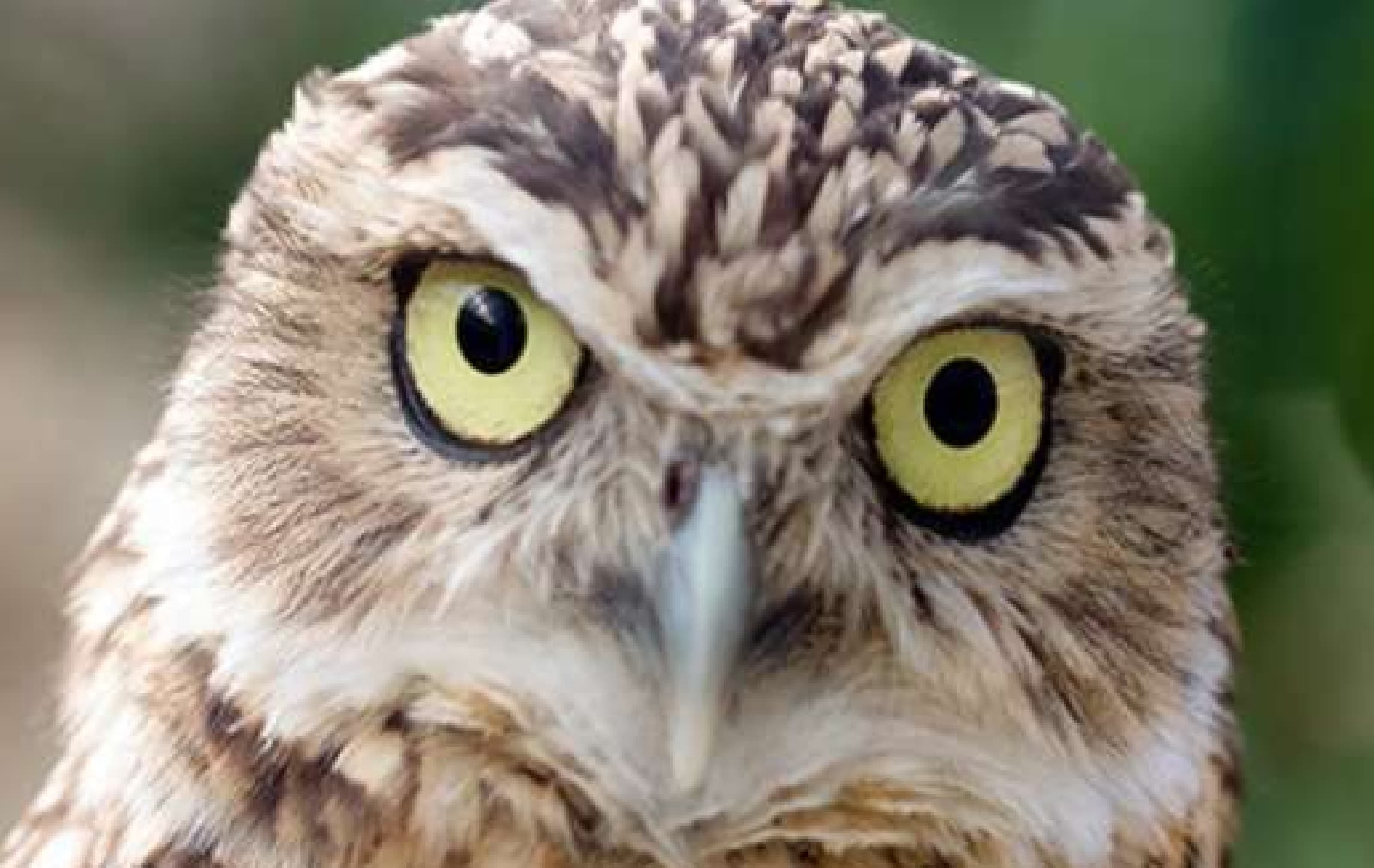 मास्क पहनने से मिली राहत, नहीं कटेगा चालान