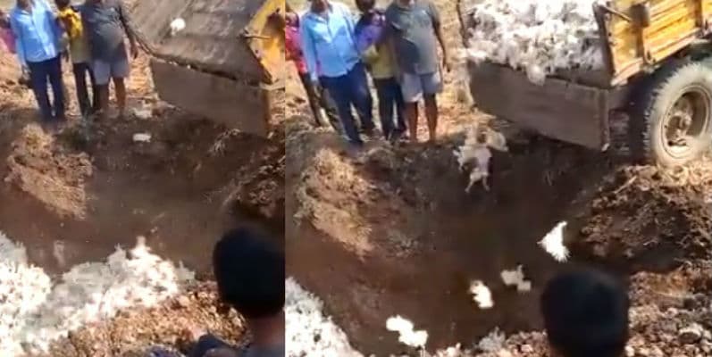 Viral VIDEO : कोरोना वायरस का खौफ, 6 हजार मुर्गियों को किया जिंदा दफन