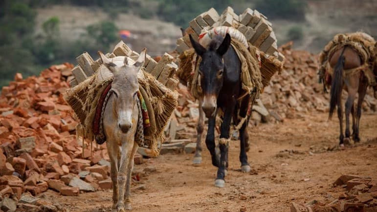 Jharkhand News : विरोध में उतरे डॉक्टर, आज कर रहे हैं कार्य बहिष्कार, इन कामों के लिए न जाएं अस्पताल