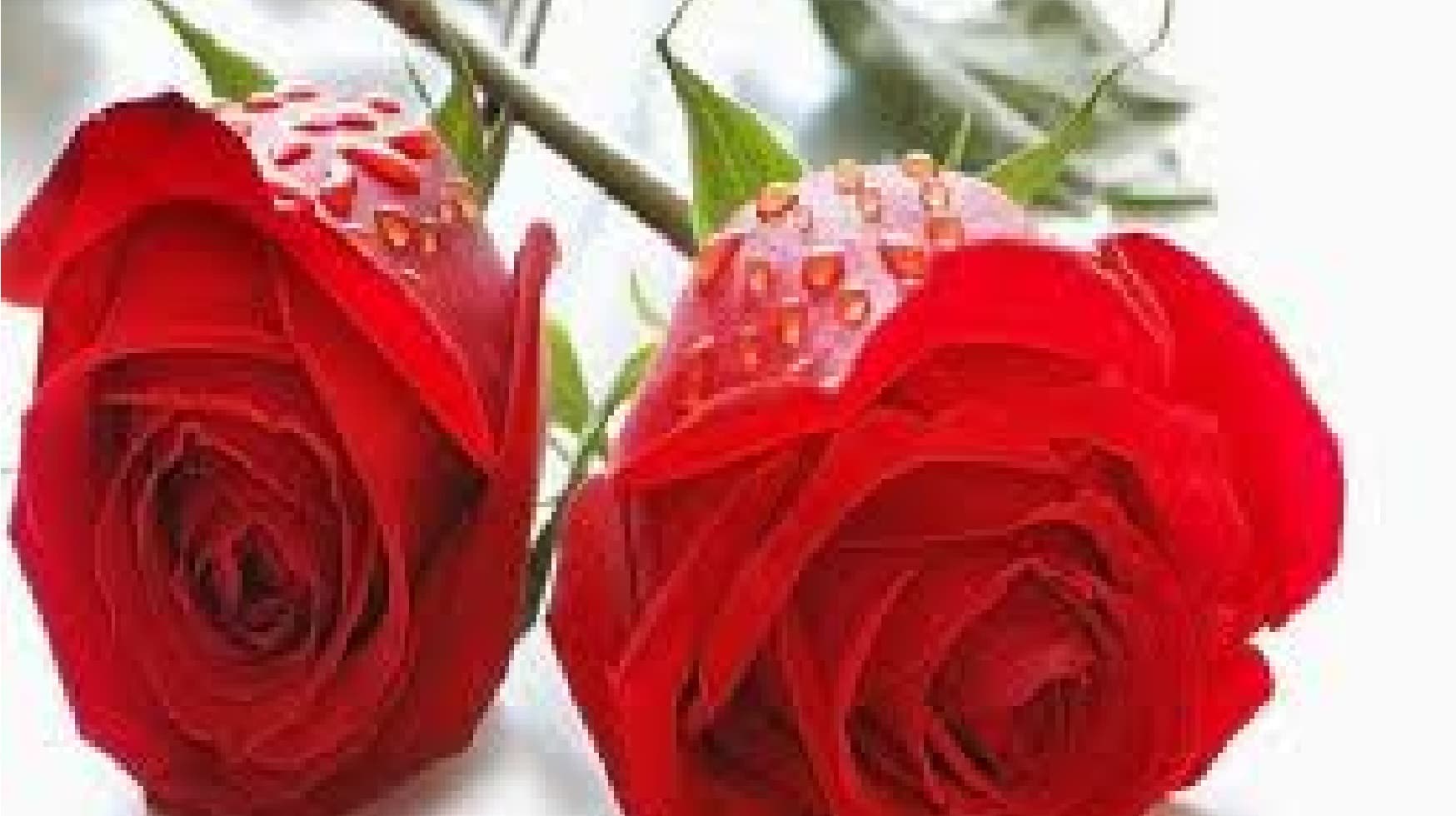 Rose day 2021 date, रोज डे वैलेंटाइन दिवस :   गुलाब देते वक्त इन बातों का रखें ध्यान,  गलत गुलाब कहीं कुछ और ना कह दे
