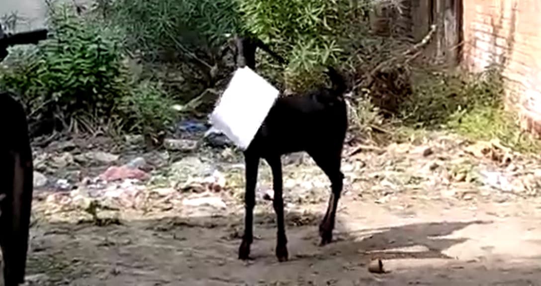 कानपुर में कर्मचारी सेंक रहा था धूप, बकरी खा गई सरकारी फाइल, सोशल मीडिया पर वीडियो वायरल