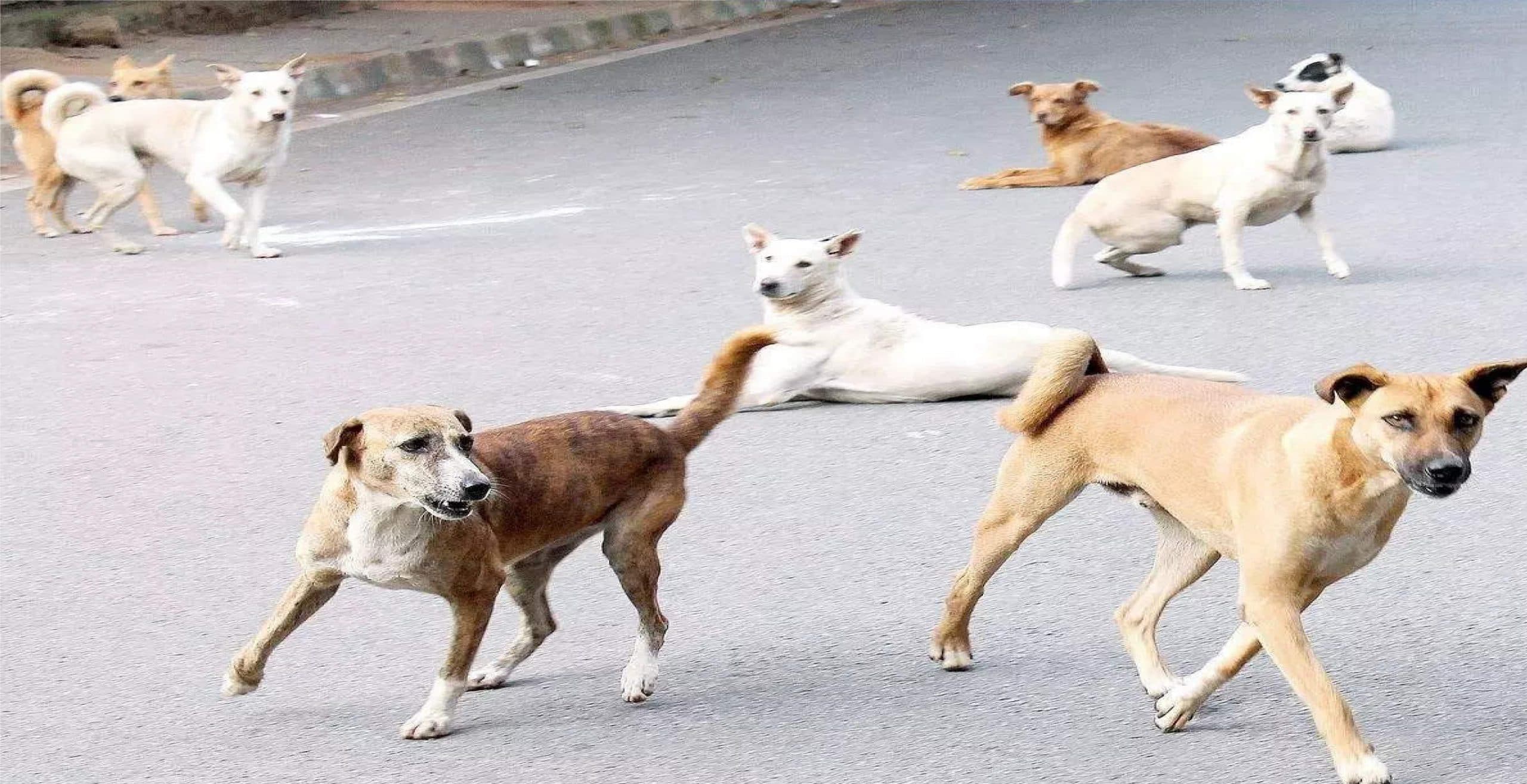 बेगूसराय में 'शेर का शिकार' करने वाले शार्प शूटरों ने 16 कुत्तों को किया ढेर,ग्रामीणों ने किया जय-जयकार !