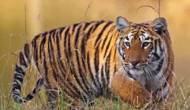 वाल्मीकि टाइगर रिजर्व में संघर्ष खत्म करने को लेकर बिहार सरकार गंभीर, पांच गांवों को बनाया जाएगा  मॉडल