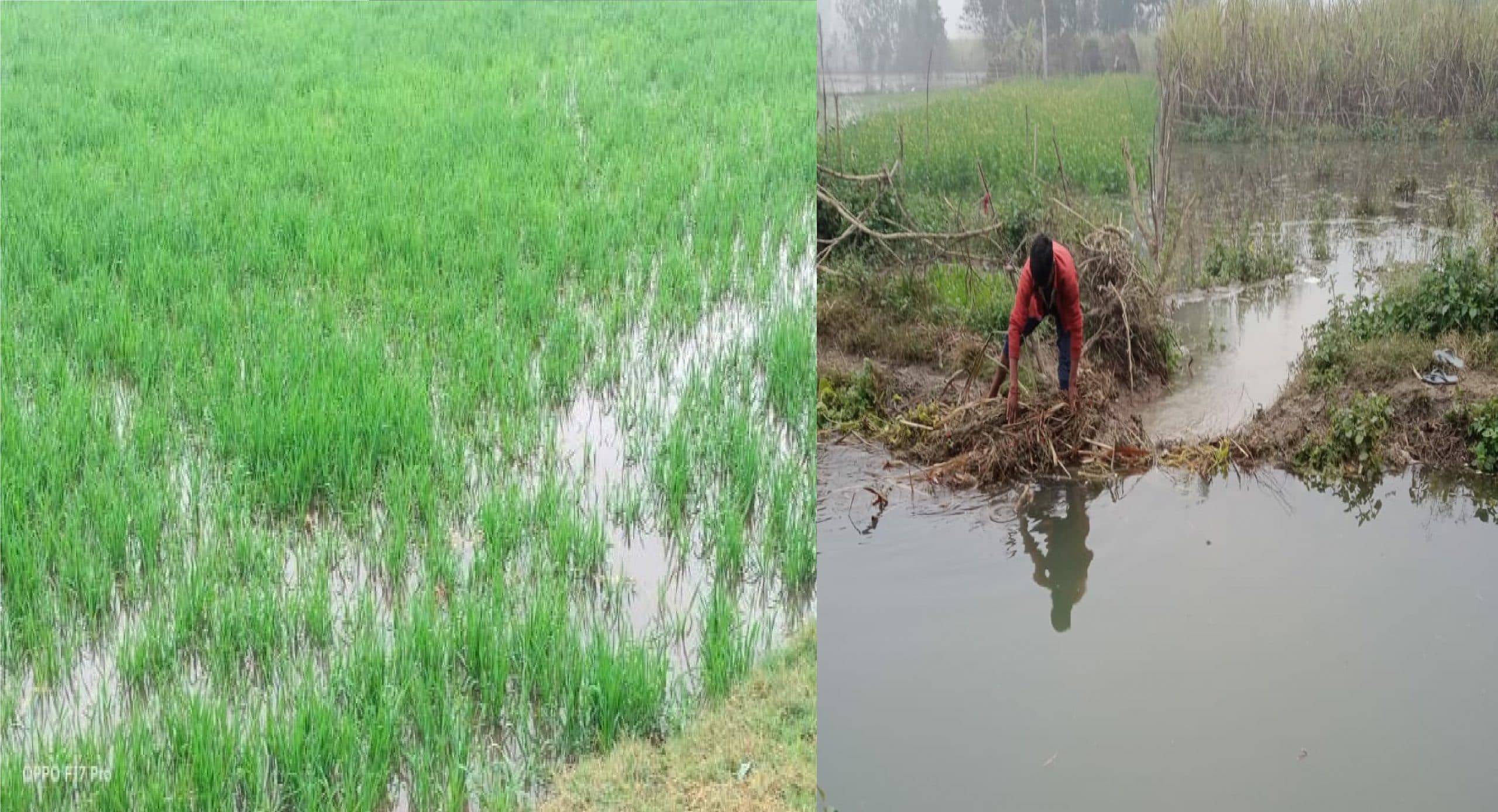 भागलुपर में गंगा नहर परियोजना के चलते कहीं सुखाड़ तो कहीं बाढ़ ! 50 एकड़ में लगी गेहूं की फसल डूबी