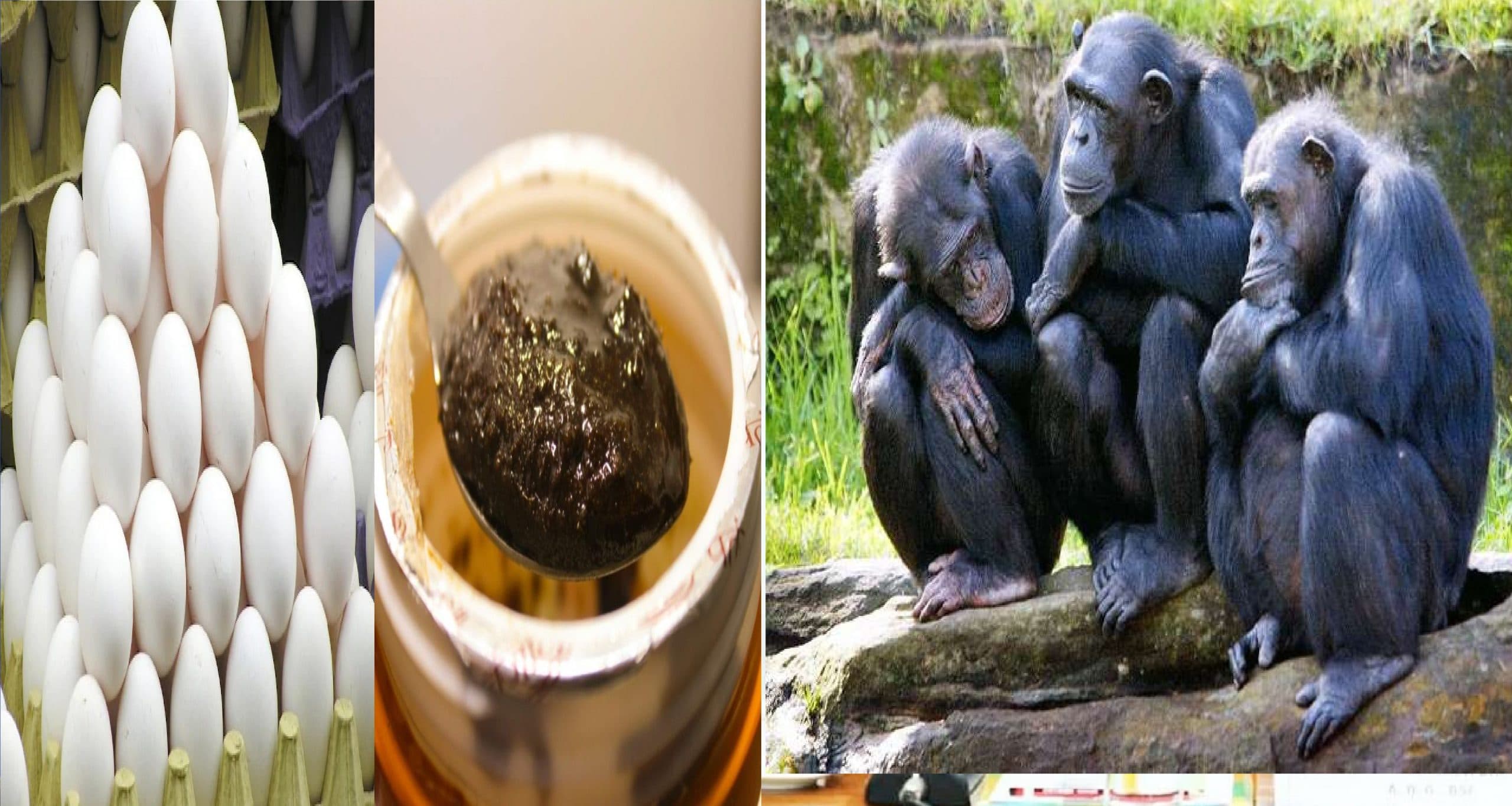 पटना-जू में चिंपैंजी-बंदर खा रहे च्यवनप्राश, जानवरों के खाने-पीने के लिए किया गया 'राजशाही इंतजाम'