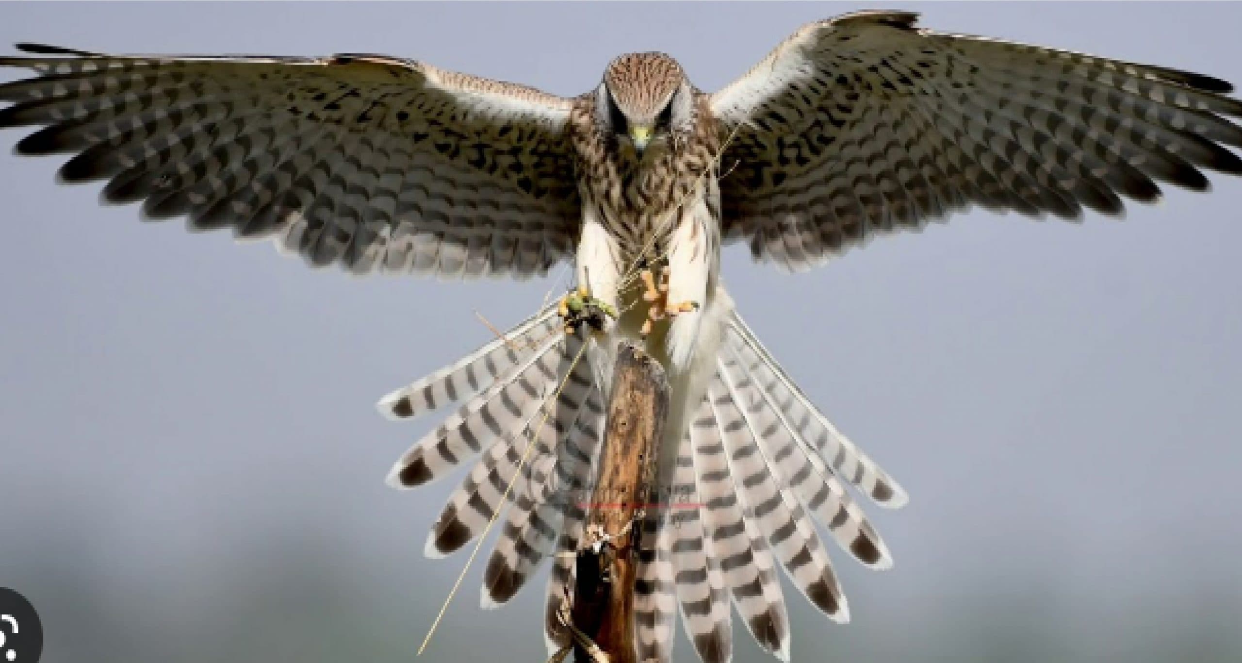 नये साल पर शिकार की तलाश में हिमालय से भागलपुर पहुंचा यह अजूबा पक्षी, देखने के लिए दूर-दूर से पहुंचे लोग