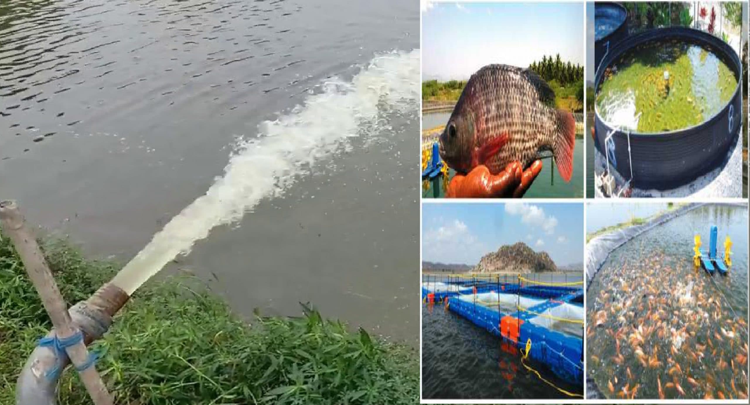 मछली पालन वाले तालाब का पानी फसल के लिए है वरदान, करें यह उपाय लागत कम और मुनाफा दोगुना होगा