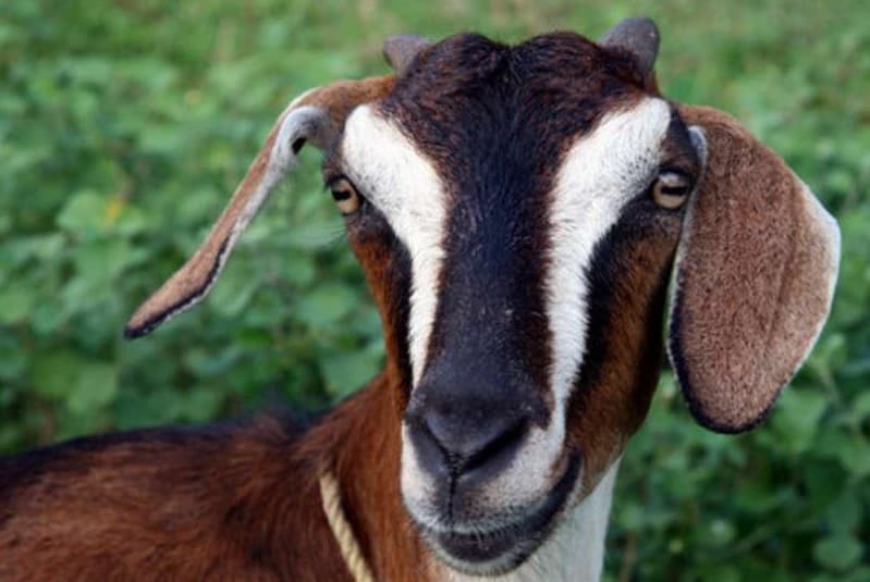 बंगाल में बवाल है: TMC की फसल, BJP की बकरी... मारपीट में 6 घायल, इलाके में सनसनी