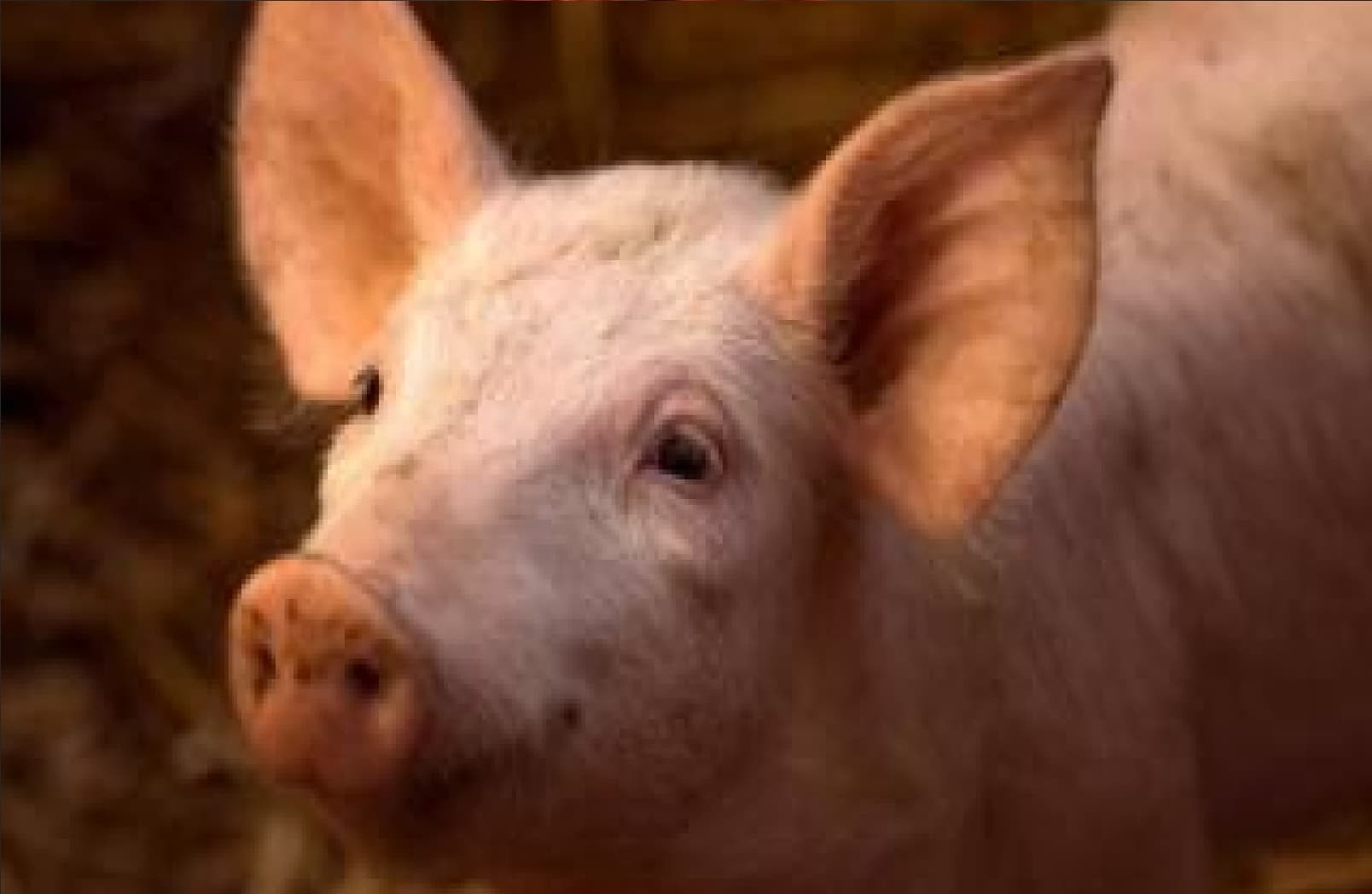 CM नीतीश कुमार 27 नवंबर को राजगीर और गया के लोगों को देंगे बड़ी सौगात, नवादा में भी 'कलकल' बहेगी खुशियां