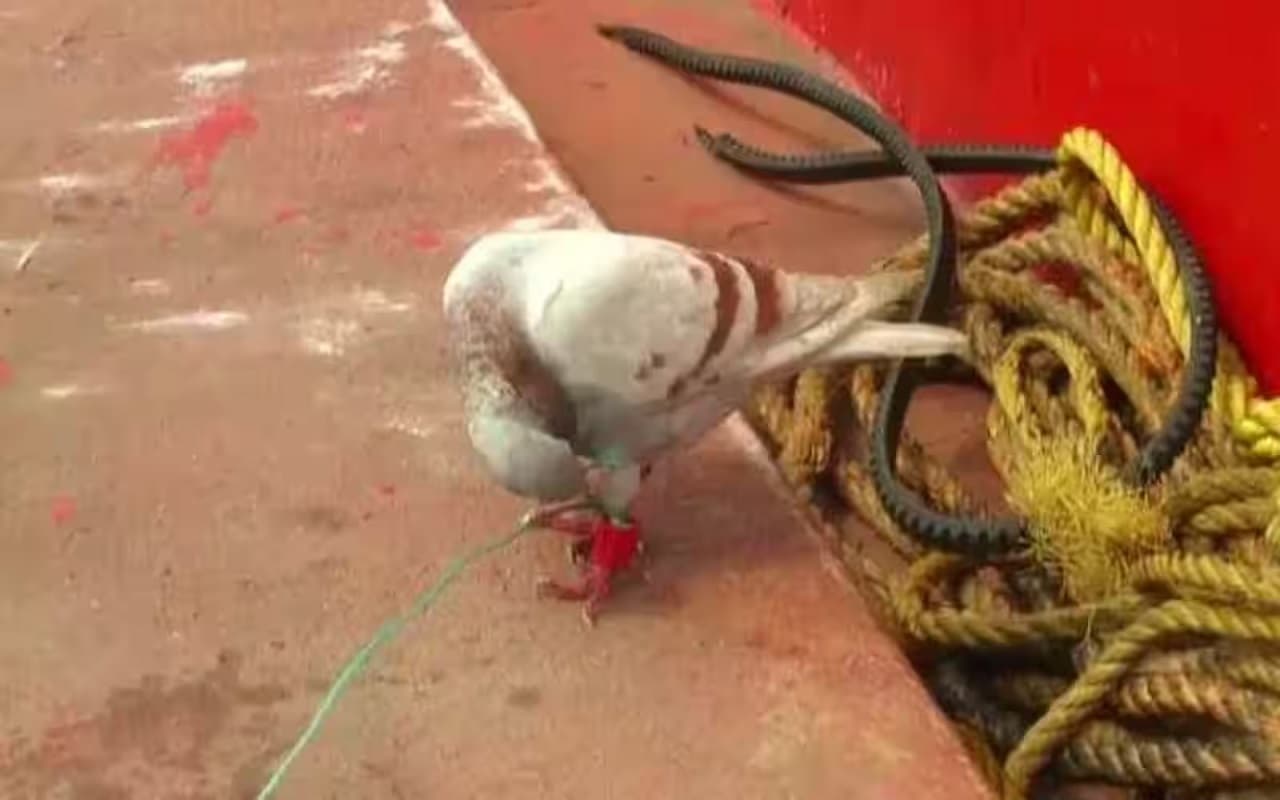 ओडिशा में 'कबूतर' अटैक, एक हफ्ते में दूसरी बार जासूसी करते पकड़ाया, पढ़ें पूरी खबर