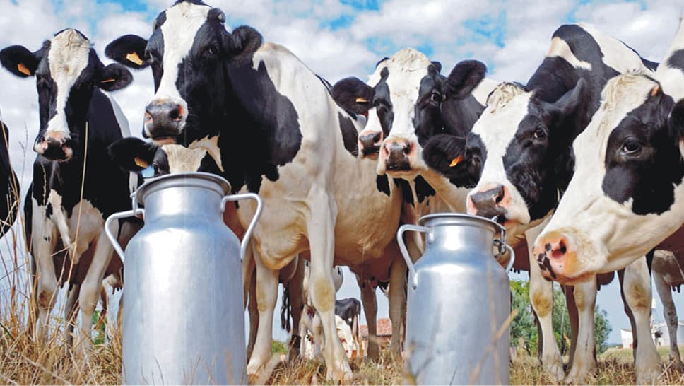 Dairy Farming In UP: दूध उत्पादन में देश में पहले स्थान पर यूपी, डेयरी कारोबार बढ़ने से कई लोगों को मिला रोजगार, देखें क्या कहते है आंकड़ें