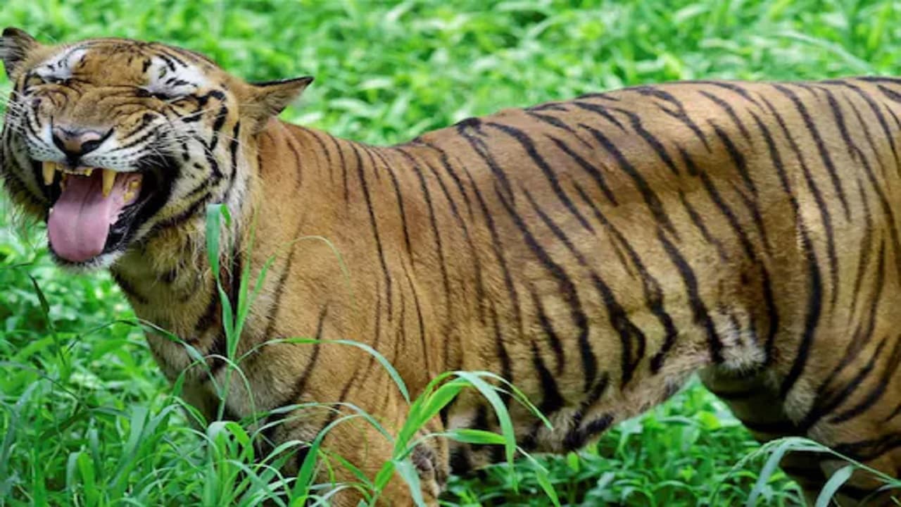 नैनीताल में आदमखोर बाघ का तांडव, अब तक 6 लोगों की ली जान, दहशत के बीच चंडीगढ़ से बुलाया गया शिकारी