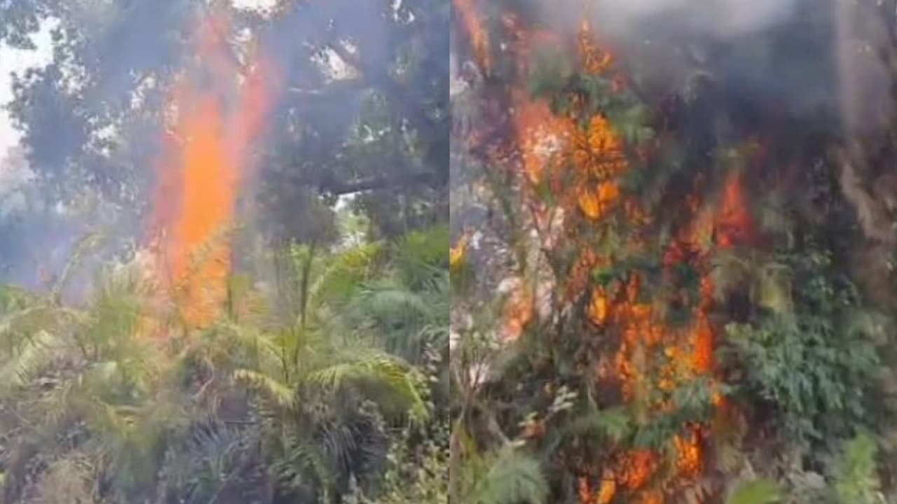 बिहार: राज्यपाल के आगमन से कुछ देर पूर्व वीटीआर में लगी आग, सड़क किनारे धू-धूकर घंटों जलता रहा जंगल