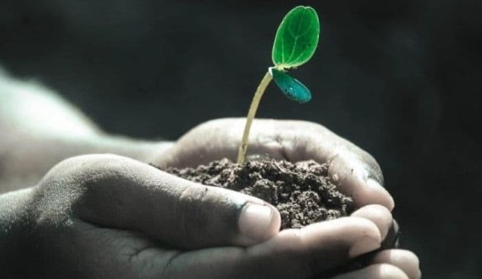 यूपी में सरकारी कर्मचारियों को एक पौधा लगाना अनिवार्य, अभियान में शामिल होने के लिए 22 जुलाई को मिलेगा हाफ डे