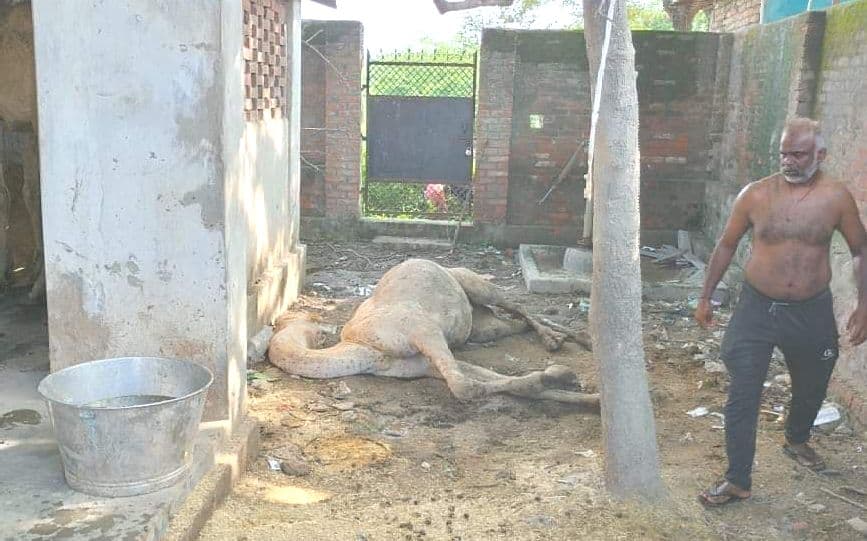 वाराणसी में तस्करों से छुड़ाए गये 16 ऊंट में से एक की मौत, कोर्ट के आदेश पर भी राजस्थान न भेजने पर सवाल