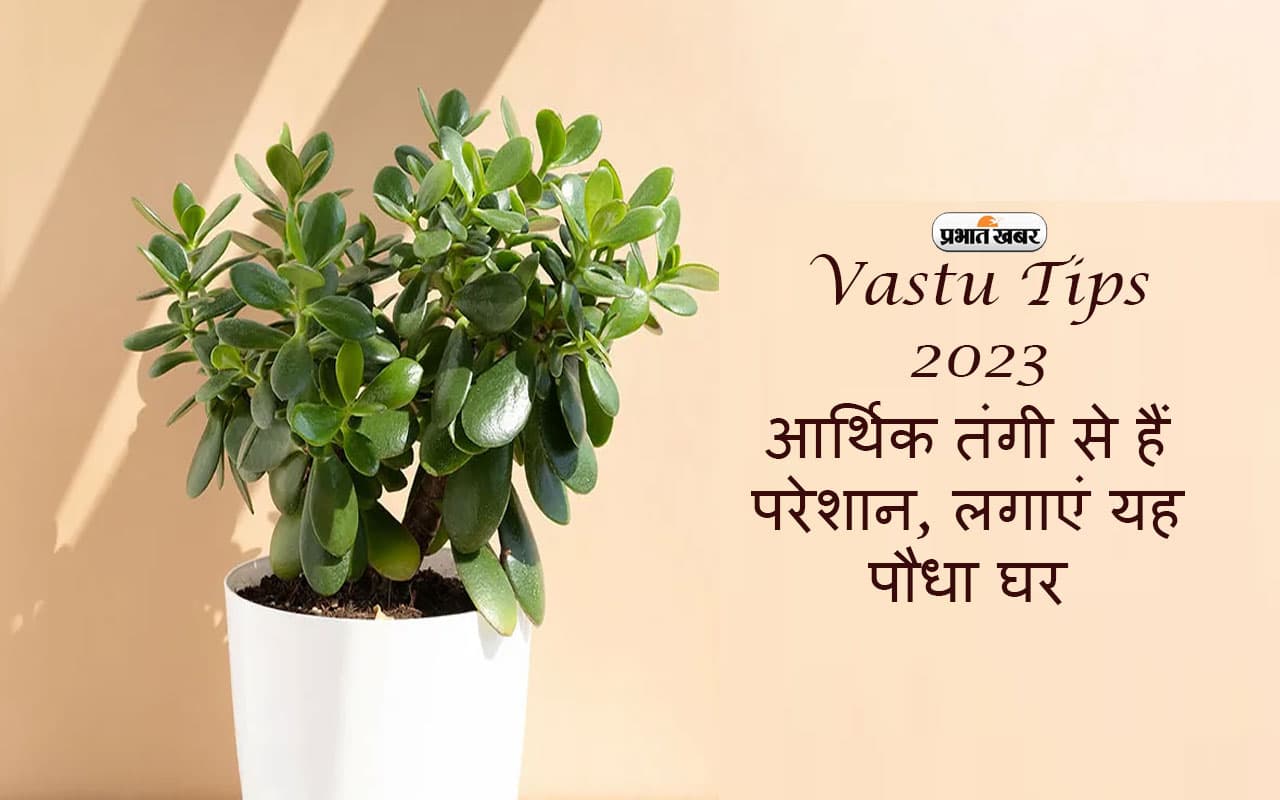 Vastu Tips 2023: आर्थिक तंगी से हैं परेशान, लगाएं यह पौधा, पैसों से भर देगा घर