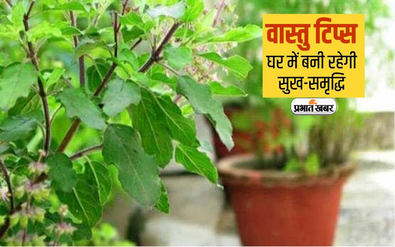 Vastu Tips: घर में तुलसी और शमी के पौधे को क्या एक साथ रखना चाहिए, जानिए क्या कहता है ज्योतिष शास्त्र