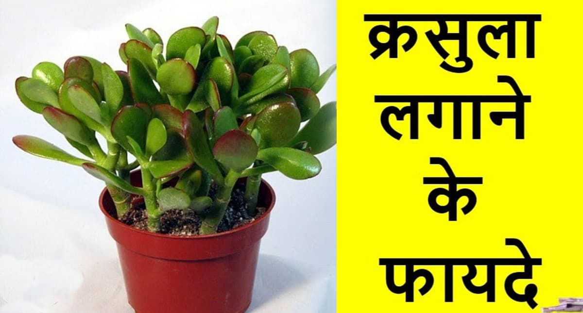 Vastu Tips For Crassula Plants: अगर नहीं टिक रहे तिजोरी में पैसे तो घर में लगाएं ये पौधा, मिलेगा लाभ