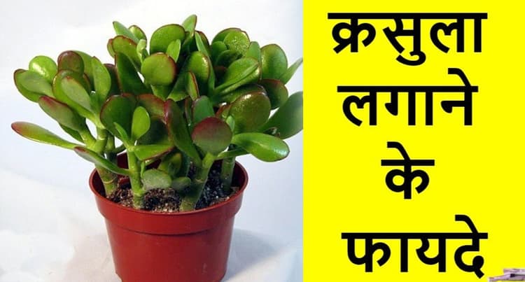 Vastu Tips For Crassula Plants: अगर नहीं टिक रहे तिजोरी में पैसे तो घर में लगाएं ये पौधा, मिलेगा लाभ