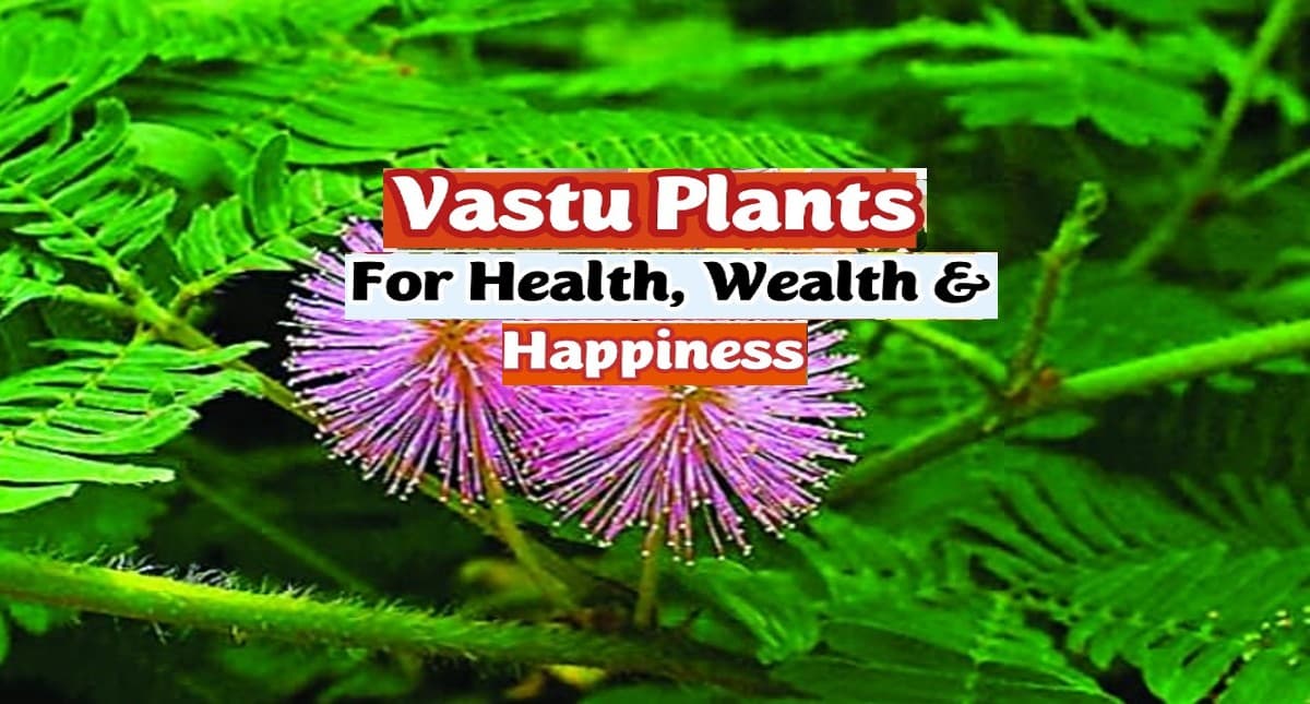 Vastu Tips For Plants: घर पर जरुर लगाएं ये पौधें, बढ़ेगी समृद्धि और होगी बढ़ोतरी