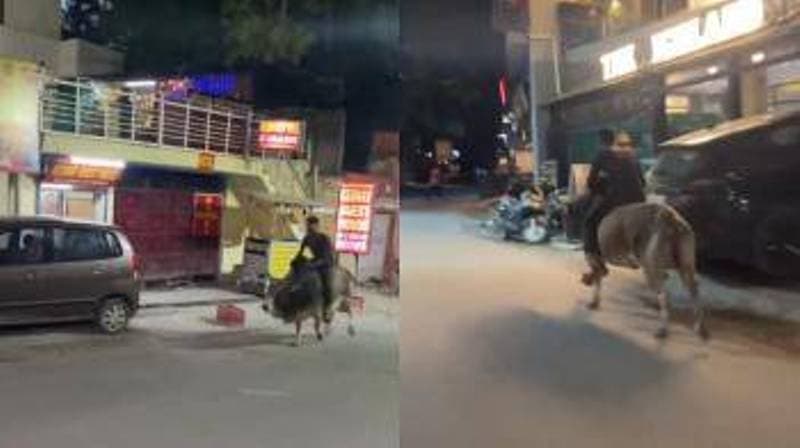 Viral Video: सांड की सवारी का वीडियो देखकर आपकी छूट जाएगी हंसी, लोग बोले- बगैर पेट्रोल के वाहन की सैर, देखें