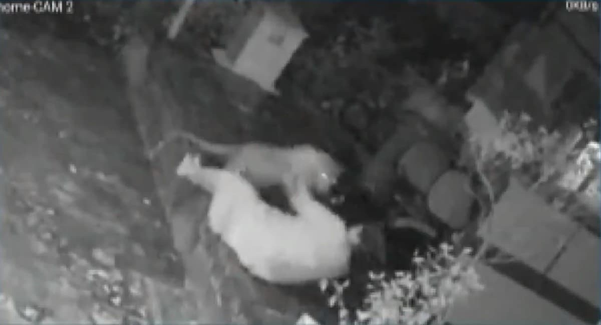 Viral Video : तेंदुए से भिड़ गई ये वृद्ध महिला, फिर जो हुआ वो आप भी देखें