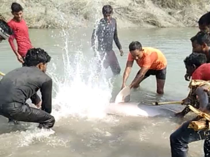 डॉल्फिन को देखते ही टूट पड़े लोग, पीट-पीट कर उतारा मौत के घाट, वीडियो वायरल होने के बाद एक्शन में पुलिस