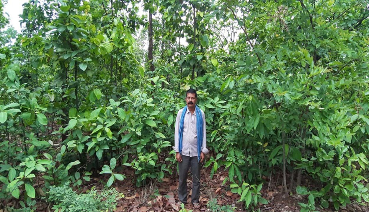 पर्यावरण संरक्षण : तीन दशक से जंगल बचाने में जुटे हैं रामगढ़ के वीरू महतो