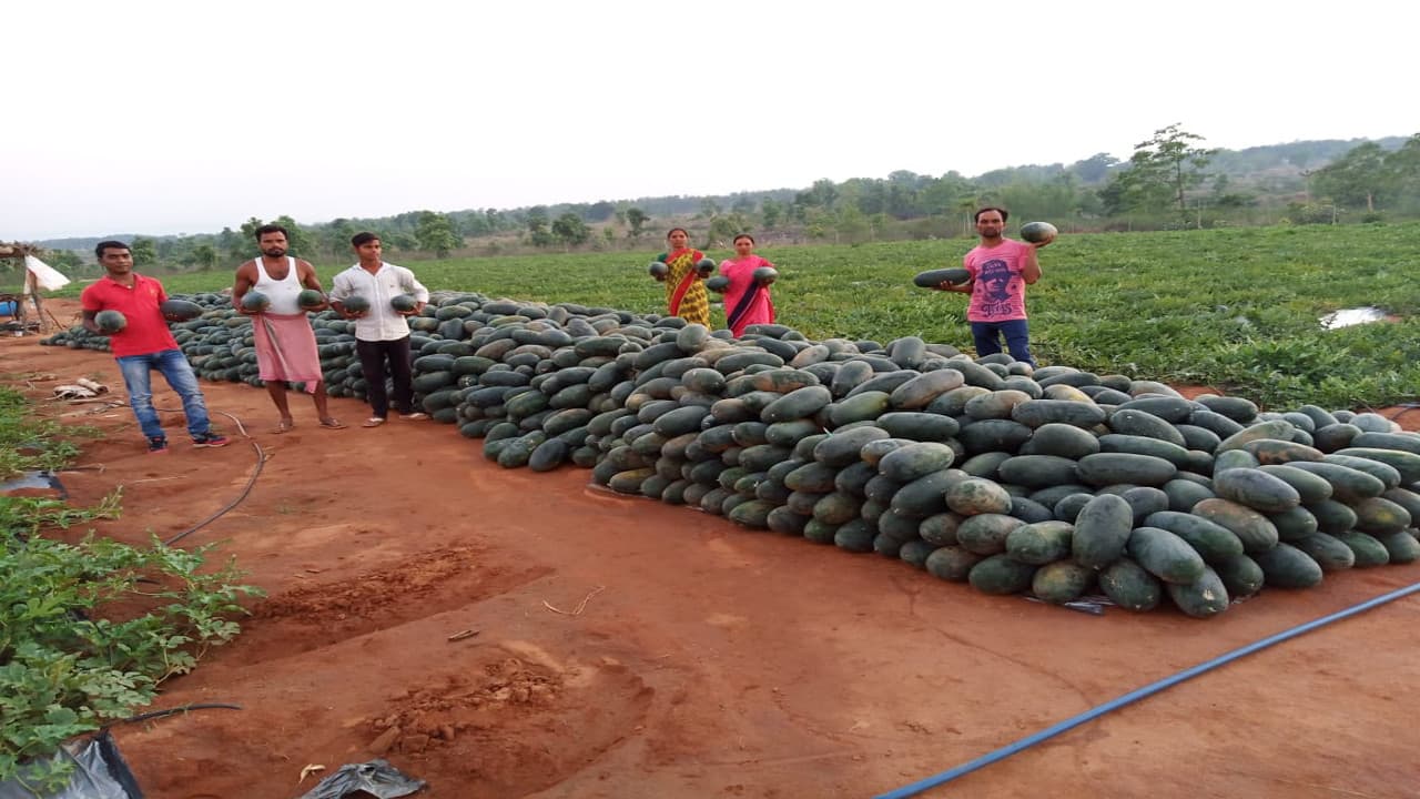 बेमौसम बारिश और खरीदार नहीं मिलने से बोकारो के कंडेर गांव में 85 टन तरबूज खेतों में पड़ा, किसान परेशान