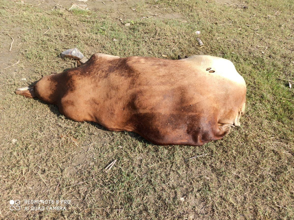 गंगा में बह रहा था ‘मृत मवेशी’, बीएसएफ ने बाहर निकाला तो खाल में भरे थे तंबाकू