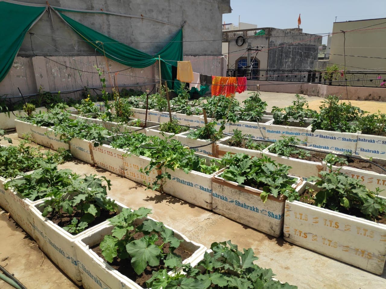 बिहार में अब छत पर करें सब्जी की खेती, सरकार देगी 25 हजार सब्सिडी, जानिये कैसे मिलेगा योजना का लाभ