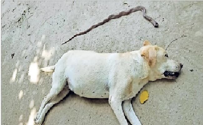 डंसता रहा विषैला सांप पर डॉगी लूसी ने मरते दम तक निभाई वफादारी, गेंहुअन को मारकर बचाई घरवालों की जान
