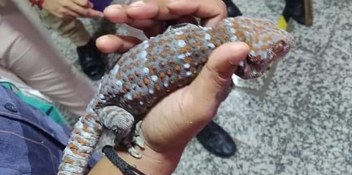 होटल के कमरे में चल रहा था करोड़ में बिकने वाली दुर्लभ प्रजाति की छिपकली का सौदा, पुलिस ने तस्करों को दबोचा...