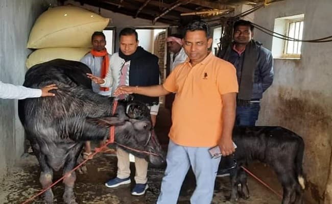 स्कॉर्पियो के बाद BJP विधायक को अब सैलरी से भैंस खरीदने की खुशी, लालू यादव के कथित फोन कॉल से चर्चे में रहे भाजपा MLA