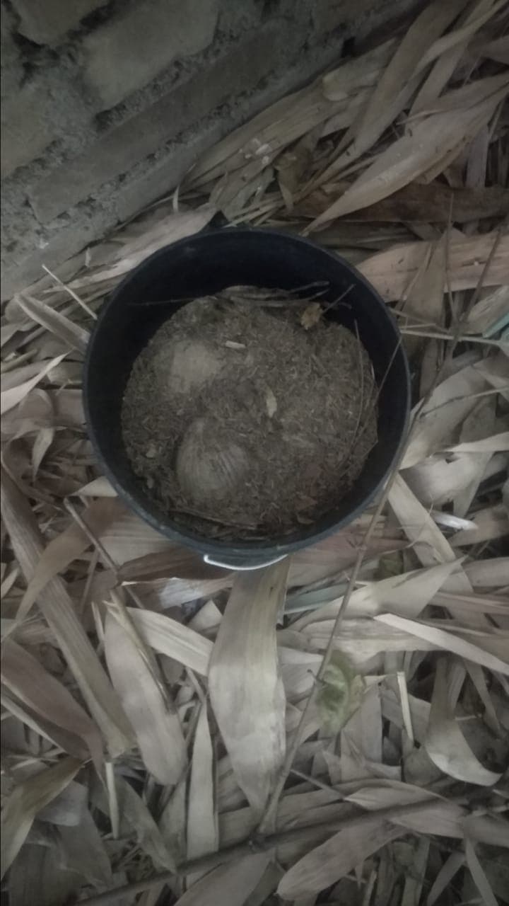 Bengal Election 2021: बीरभूम में बीजेपी बूथ अध्यक्ष के घर के पास से बाल्टी भरा बम बरामद, इलाके में मचा हड़कंप