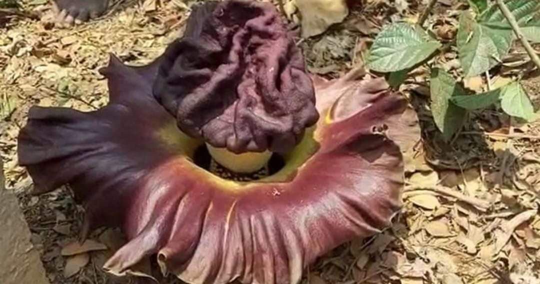 बर्दवान में मिला एक विशाल बदबूदार फूल, देखने के लिए लोगों की भीड़ उमड़ी