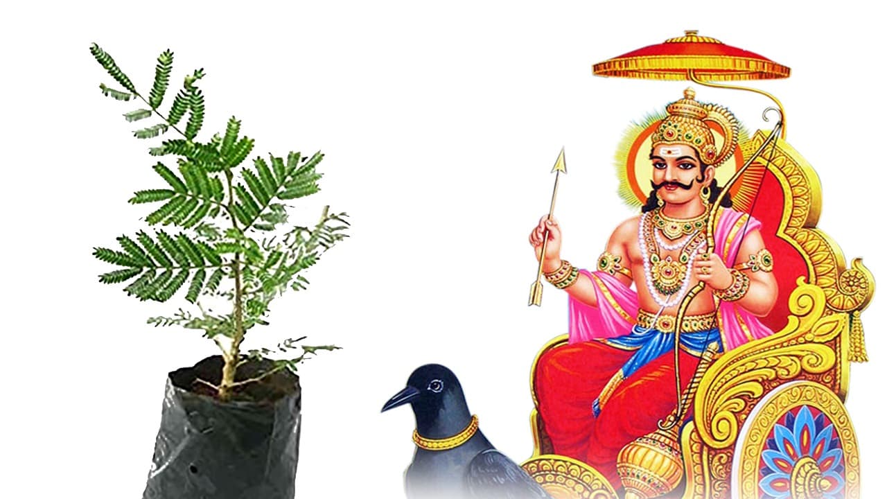 Shani Gochar 2024: शनि अगले हफ्ते करने जा रहे हैं गोचर, इन 3 राशियों पर झमाझम बरसेगी दौलत