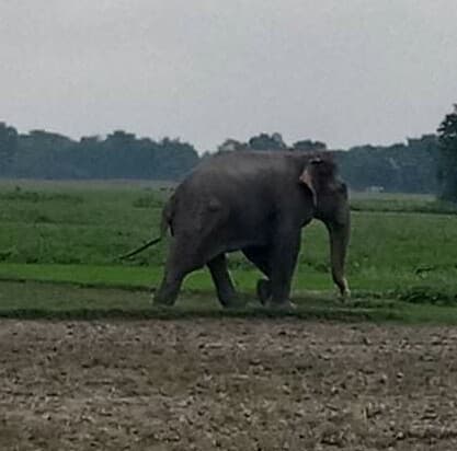 झारखंड में गुस्से में है एक गजराज, दो महिलाओं समेत 5 लोगों को मार डाला, दहशत में हैं ग्रामीण