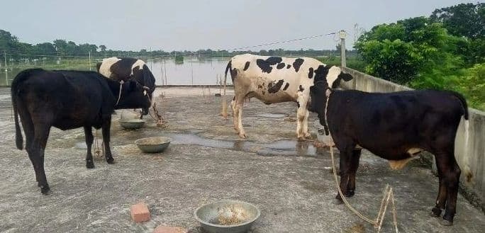 UP News : किसानों को दूसरे राज्य से देसी नस्ल की गायों की खरीद पर मिलेगा अनुदान